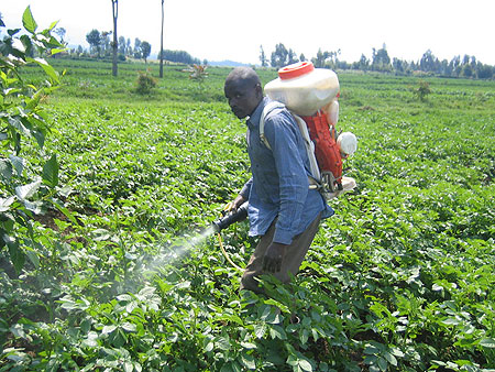 A farmer spraying his Irish Potato garden