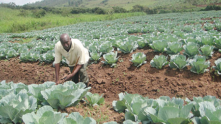 The mixed farmer in his vegetable garden (Photo. S. Rwembeho)