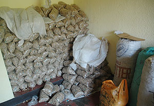 A heap of marijuana impounded by police. More illicit marchandise has been destroyed in Rubavu (File Photo)