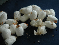 Samples of silk worms at the factory. (File photo)