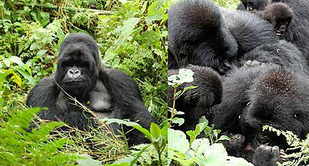 L-R : The male silverback gorilla known as u2018The Presidentu2019 (Photos by Gabriel Constans) ; A gorrilla family with their new baby (Photos by Gabriel Constans)