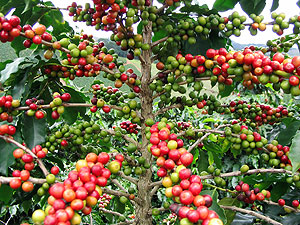 Ripe coffee beans (file photo)