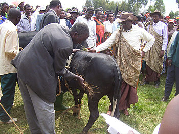 A beneficiary admires a Calf donated to him yesterday (Photo by A.Gahene)