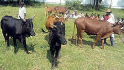 Some of the cows that were distributed during the Girinka excercise (Photo / S. Nkurunziza)