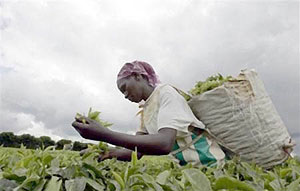 A Kenyan woman picks tea leaves at Nyara tea Estate (Net photo)