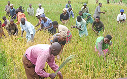 Residents of  Kibungo working a rice paddy. (File photo)