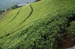 Tea plantation