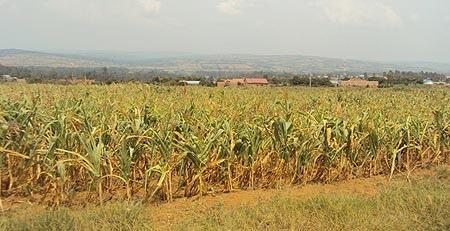 Hectares of Maize plantation have dried up in some sectors of  Nyagatare district.(Photo: Dan Ngabonziza)