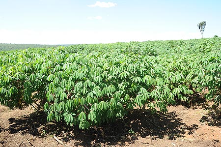 A Cassava plantation in Bugesera District owned by RDF. Cases of malnutrition in the area have been greatly minimised (File Photo)