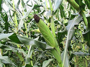 Modern farming can lead to better yields (File photo).