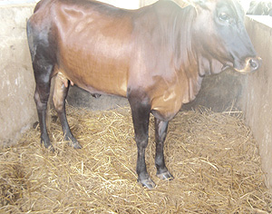 A cross-breed at ISAR Research centre in Nyagatare sector.Photo.Dan Ngabonziza