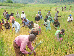 Farmers in Kibungo, Eastern province working on a rice plantation. (File photo)