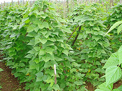 Farmers next to a plot of high yielding climbing beans. (Photo. ISAR)