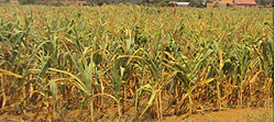 Hectares of Maize plantations have been affected by the dry spell in Nyagatare and Gatsibo districts. (Photo D. Ngabonziza)