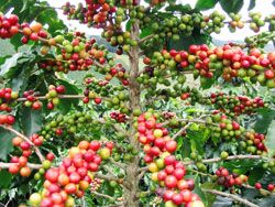 Coffee exports are expected to increase this year