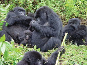 Mountain Gorillas are some of Rwandau2019s major tourist attraction