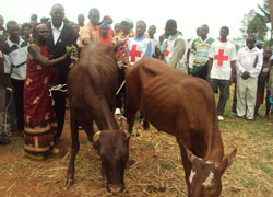 Bernard Nzigiye, RRC president, handing the cows to the beneficiaries (Photo G. Mugoya)