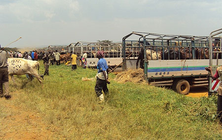 A herd of  cows being loaded from a local market enroute  to DRC.(Photo.D Ngabonziza)