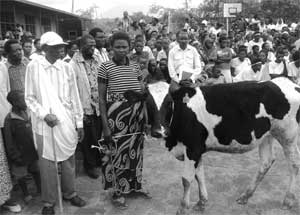 Vestina Murekatete one of the exemplary women proudly displaying the  heifer she was rewarded in Muko sector. (Photo B Mukombozi)