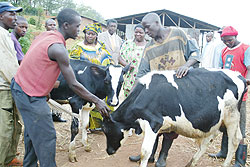 Cows have contributed to wealth creation amongst poor families