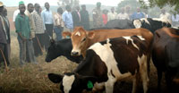 Residents await their respective cows in the Girinka program. World Vision was involved in a similar exercise (File photo)