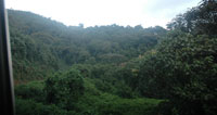 Nyungwe, the largest forest in the country. Government has stepped up efforts to conserve forests (File Photo)