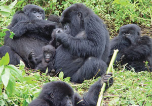 Gorillas are a tourist attraction to Rwanda (File Photo)