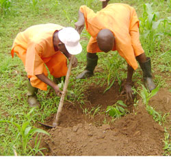 Prisoners engage in tree planting. (File photo)