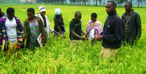 Rice farmers admire rice about to be harvested. (Net photo)