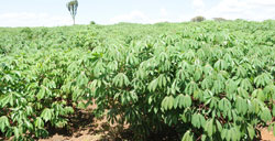 An RDF Cassava field in Bugesera. The army  expects a major harvest (File Photo).