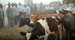 Farmers get ready to receive cows under Girinka programme. (File).