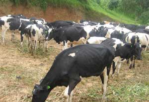 Part of the Fresian cows donated to vulnerable families in Gakenke.(Photo B Mukombozi)