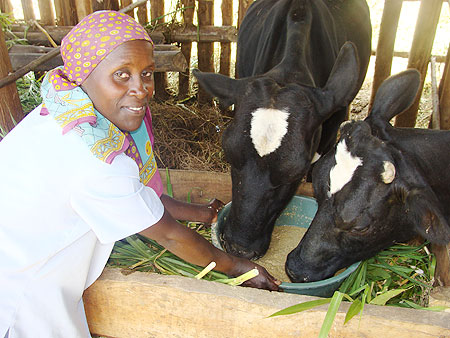 A lady tends to her cows (Photo T.Kagera)