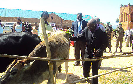 Dr. Innocent Gakwaya (R) and district leaders hand over the heifers to Muhororo genocide survivors ( Photo D.Sabiiti)