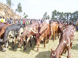 The cows by World Vision are aimed at alleviating poverty. (file photo)