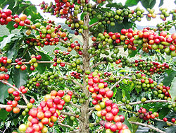  ITskills  will help improve their services at coffee washing stations. (File photo)