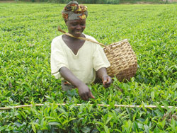 Tea farmers will benefit from the new prices. (File Photo)