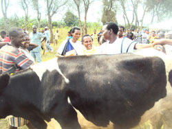 Neighbours congratulate Maria Uwimana (R) who is overwhelmed with joy upon getting a Friesian cow (Photo S. Rwembeho)