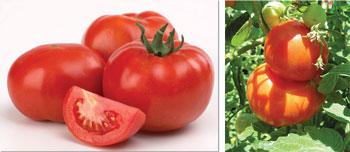 L-R:Ripe tomatoes; You can eat it fresh from the garden