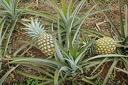  Pineapple growers in Ngoma District stranded with produce. The Sunday Times/ File photo