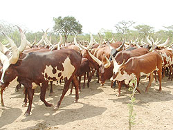 Cattle ruslers were arrested in Nyagatare district as they attempted to sneak the animals into Rwanda from Tanzania.