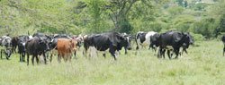 Animal movements can lead to transborder disease spread. The Sunday Times /File 