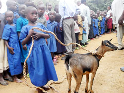  A child receives her goat. The New Times / John Mbanda