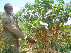  A farmer picks coffee beans. The New Time / File