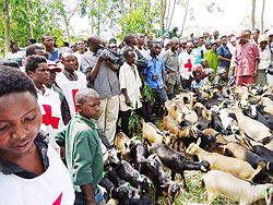 Goats and rabbits were donated to residents of Nemba. The Sunday Times / G. Mugoya