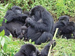 Gorilla twins: Tour operators have expressed concerns over the hiking of gorilla permit fees that would have adverse effects on their business. The New Times / File.