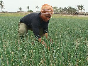 Lydia Abanam,  an onion farmer in Anyakpor Village in Ghana. Net photo.