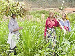 Women are among the main beneficiaries of the land registration process. The New Times/File.