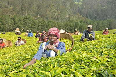 Farmers harvest tea. The New Times file