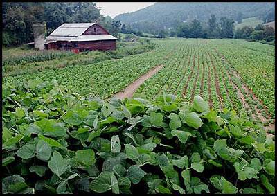 A tobacco plantation. The New Times / File.